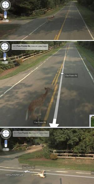 bambi vs streetview