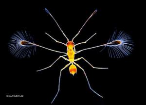 Mikrokosmos  fairy fly wasp