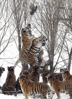 Tigers hunting