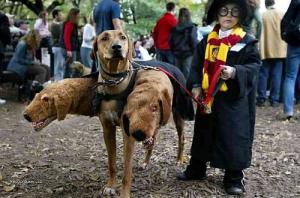 Dog costume