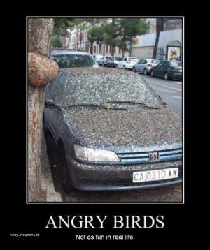 angry birds in action