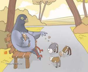 pigeonfeeding