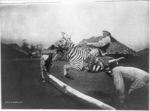 Z historie Zebra rodeo