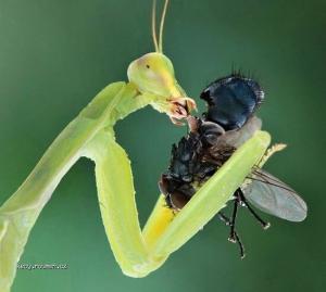Insects eating