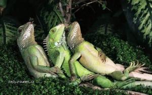 Chilling Lizards