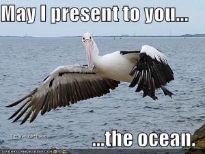 pelicanshowsyoutheocean