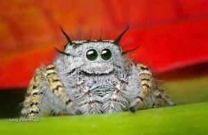 usmevavej pavouk
