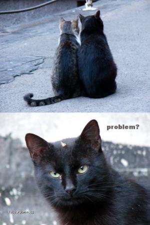 problem cat