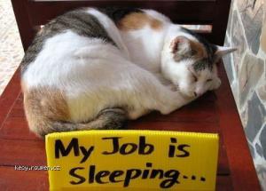 My job is sleeping