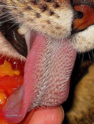 Tiger Tongue