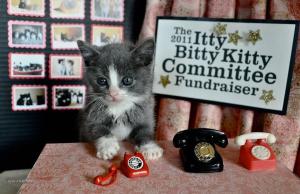 itty bitty kitty committee2710201117