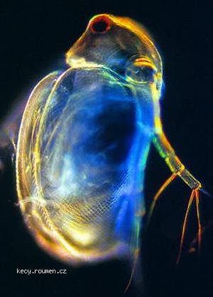 Mikrokosmos  plankton2