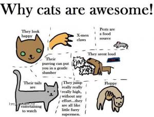 why cats are awesome
