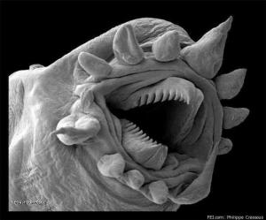 Hydrothermalworm