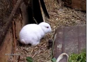 fukushima rabbit