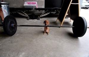 Go puppy you can do it