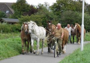 venceni koni v nemecku