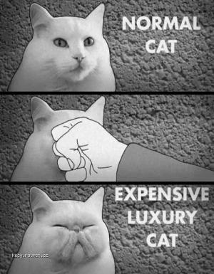 expensive luxury cat