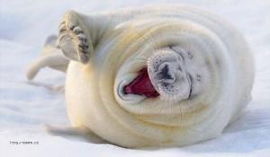 Seal smiling