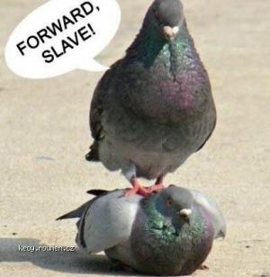 Forward slave
