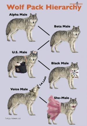 Wolf Pack Hierarchy i