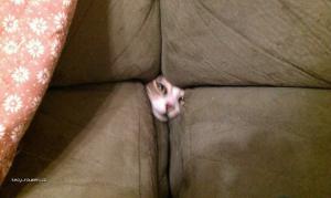 Cat Imprisoned in Couch