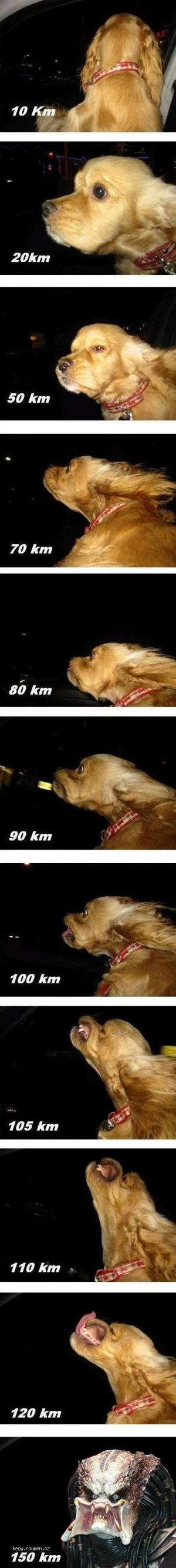 more dog speed