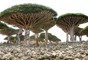 Socotra Island 05