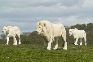 white lions