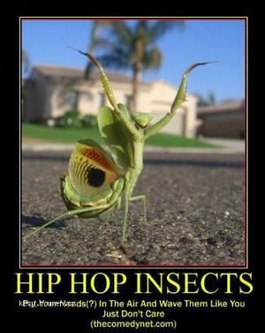 hiphop bug
