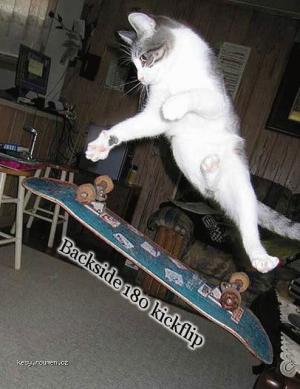cat skateboarding