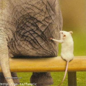 Animal mouse and elephant