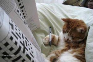 Kitten crossword