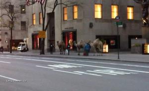 Camels street