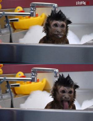 Umývání opičky v koupelně