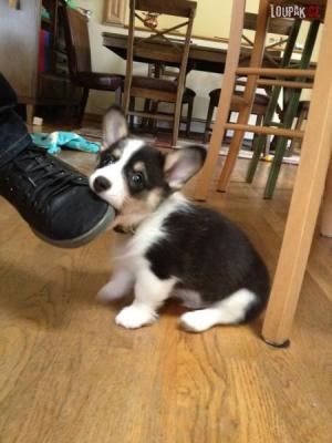 https://media.loupak.fun/soubory/obrazky_n/_zviratka/6/these_funny_animals_918_640_01.jpg