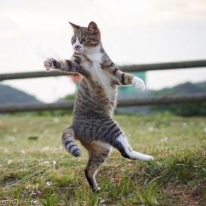 https://media.loupak.fun/soubory/obrazky_n/g_PeteProkop/36d30a15b0e1b38126854b132358418e//310a31d003f012048eaac9664bf6ade7ce54359d.jpg