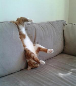 https://media.loupak.fun/soubory/obrazky_n/g_ttkvas/7ef93dce9fd5026b995116bd0bc1ec83/pets-furniture10.jpg