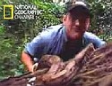  National Geographic - napadení od hada 