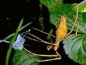  Biologie - Pavouci - rod Dinopis 