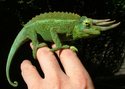  Chameleon - změna barvy 