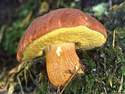  Zrychlené záběry - jak rostou houby 