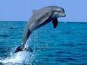  Jak delfíni chytají ryby 