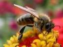  Slow motion - Včela 