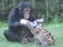 Opička a mládě pumy 