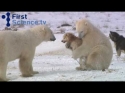  Kamarádi - Psi a Lední medvědi 