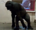  Gorilí breakdance 