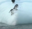  Tučňáci a ledová kra 