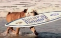  Bulldog sportovec 