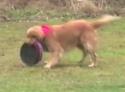  Pes - Aport frisbee 